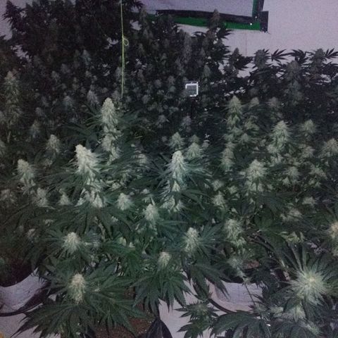 Moby Dick - Santa Semente #1 growlog timeline photo
