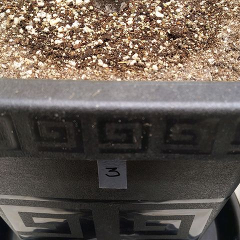 Bruce Banner  #3 growlog timeline photo