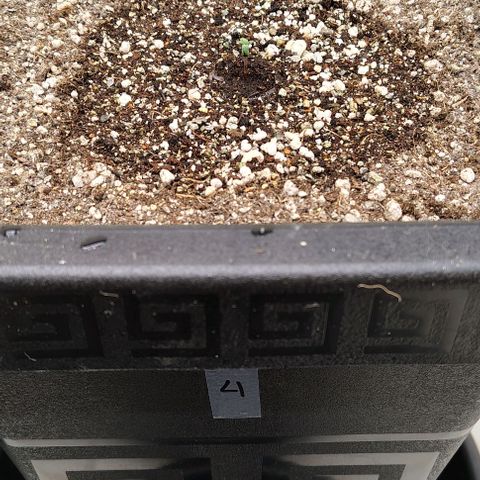 Bruce Banner  #4 growlog timeline photo