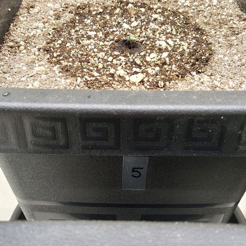 Bruce Banner  #5 growlog timeline photo