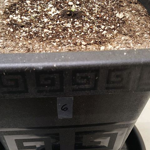 Bruce Banner  #6 growlog timeline photo