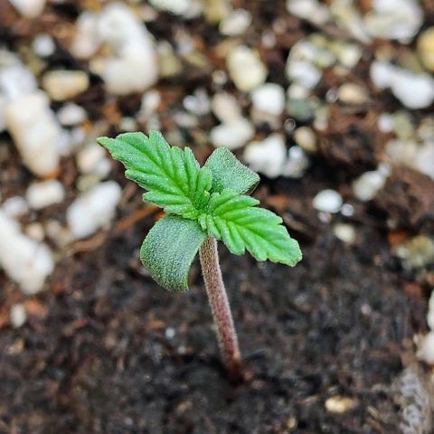Bruce Banner  #1 growlog timeline photo