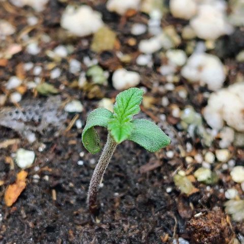 Bruce Banner  #2 growlog timeline photo