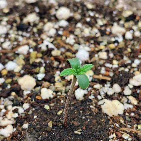 Bruce Banner  #3 growlog timeline photo