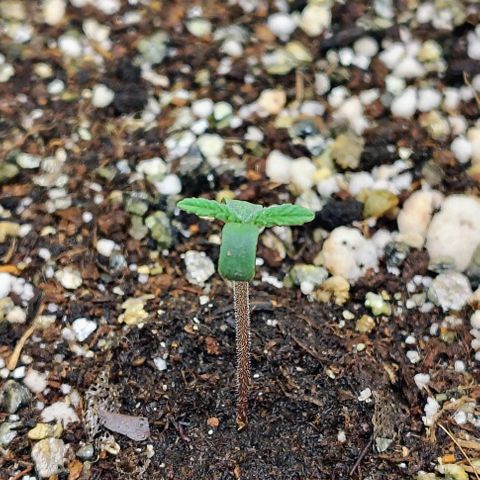 Bruce Banner  #4 growlog timeline photo