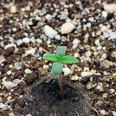 Bruce Banner  #5 growlog timeline photo