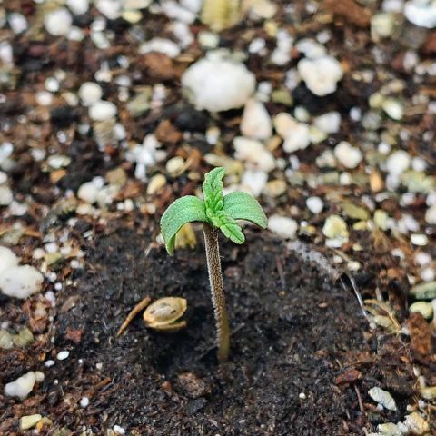 Bruce Banner  #6 growlog timeline photo