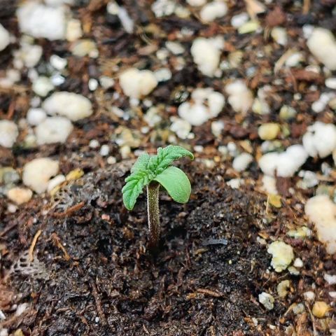 Bruce Banner  #8 growlog timeline photo