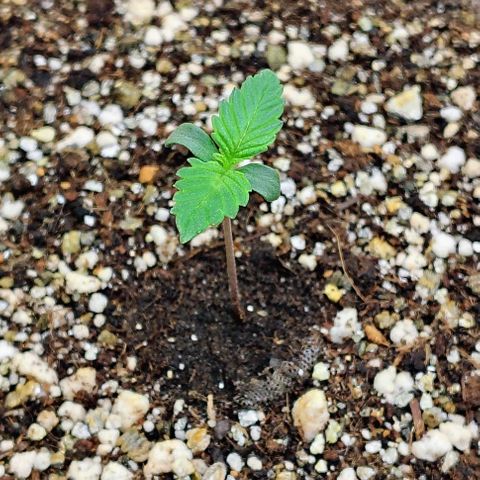 Bruce Banner  #1 growlog timeline photo