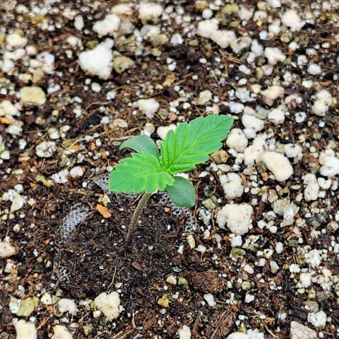 Bruce Banner  #2 growlog timeline photo