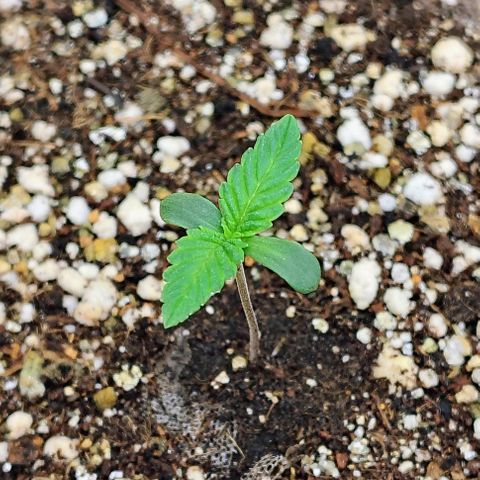 Bruce Banner  #3 growlog timeline photo