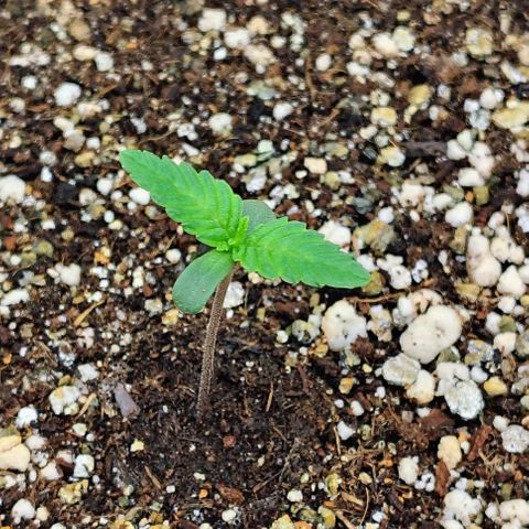 Bruce Banner  #4 growlog timeline photo