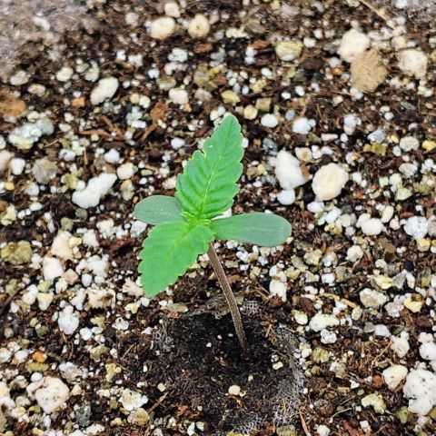 Bruce Banner  #5 growlog timeline photo