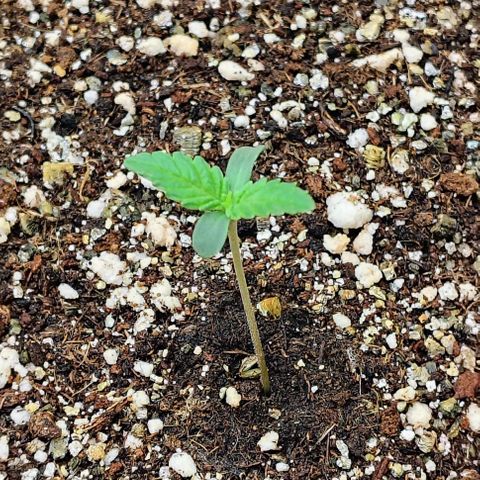 Bruce Banner  #6 growlog timeline photo