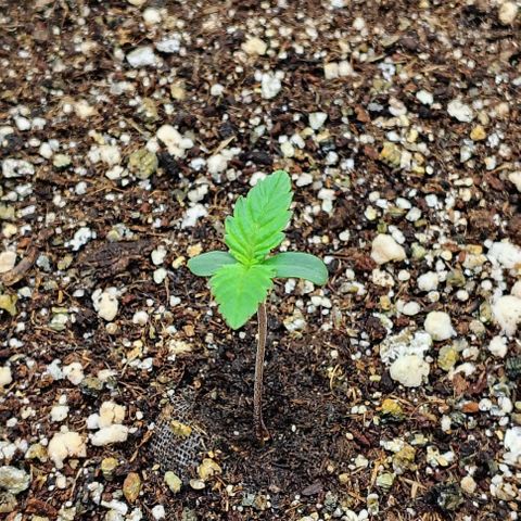 Bruce Banner  #7 growlog timeline photo