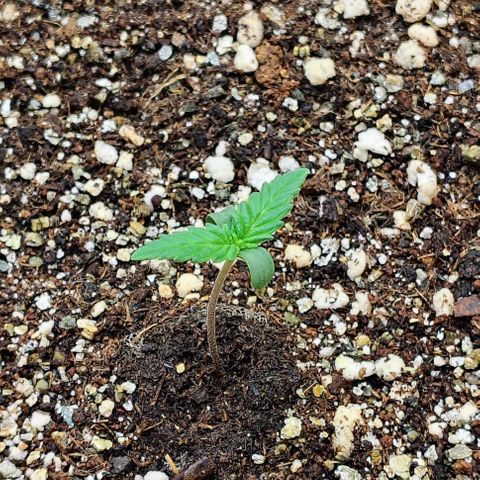 Bruce Banner  #8 growlog timeline photo