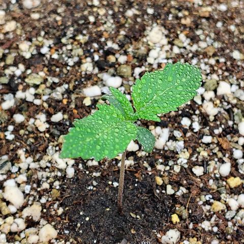 Bruce Banner  #1 growlog timeline photo