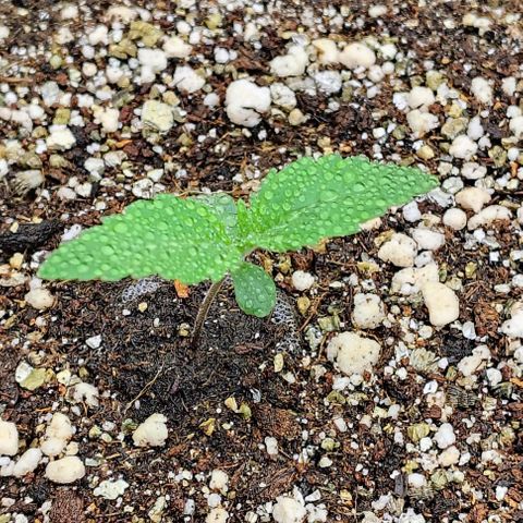 Bruce Banner  #2 growlog timeline photo