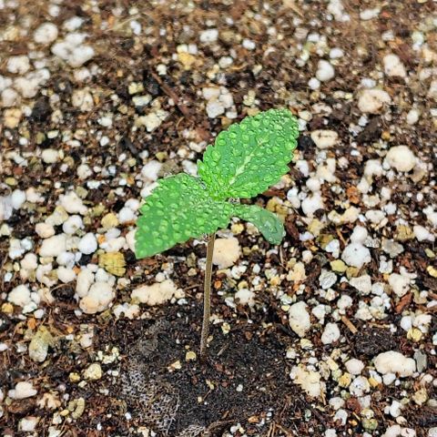 Bruce Banner  #3 growlog timeline photo