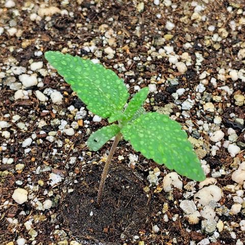 Bruce Banner  #4 growlog timeline photo