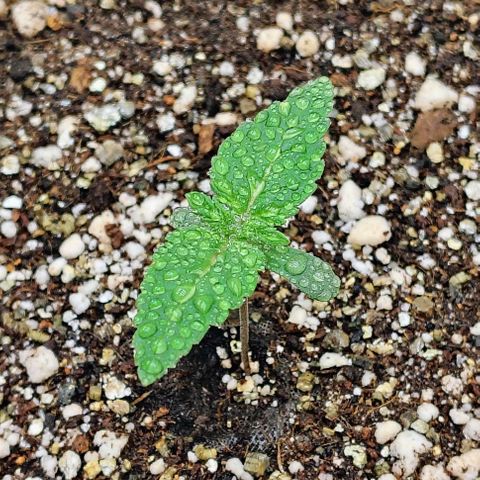 Bruce Banner  #5 growlog timeline photo