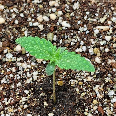 Bruce Banner  #6 growlog timeline photo