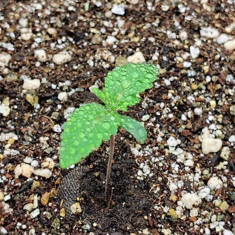 Bruce Banner  #7 growlog timeline photo