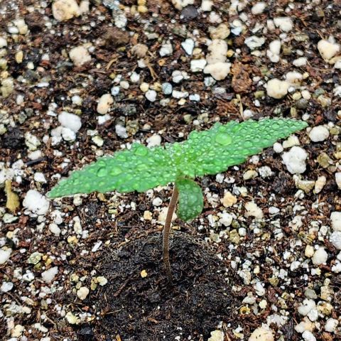 Bruce Banner  #8 growlog timeline photo