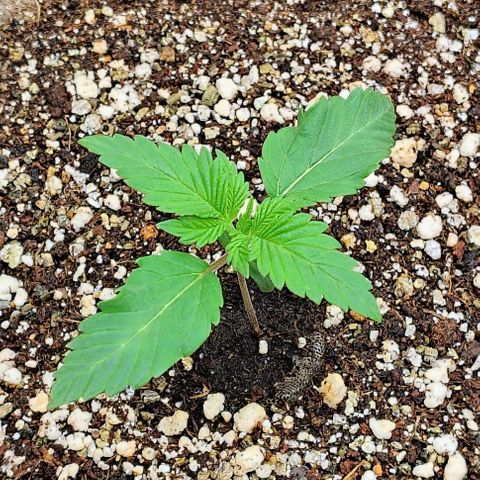 Bruce Banner  #1 growlog timeline photo
