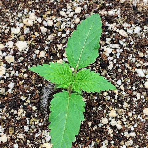 Bruce Banner  #2 growlog timeline photo