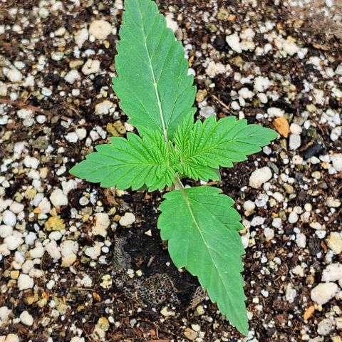 Bruce Banner  #3 growlog timeline photo