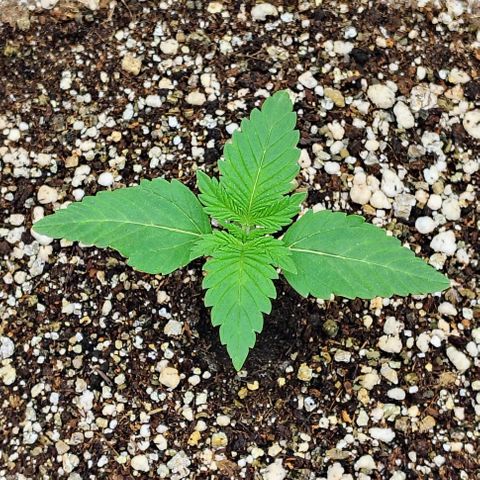 Bruce Banner  #4 growlog timeline photo