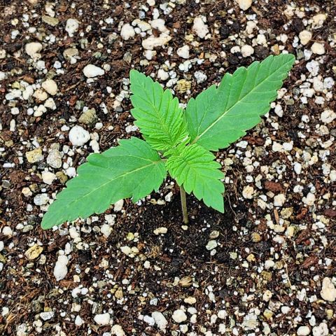Bruce Banner  #6 growlog timeline photo