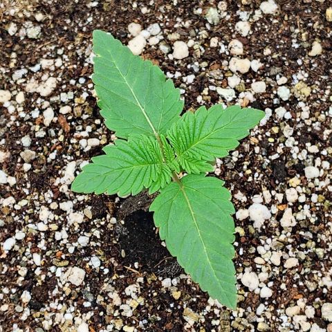 Bruce Banner  #5 growlog timeline photo