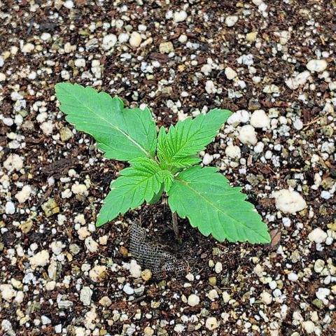 Bruce Banner  #7 growlog timeline photo