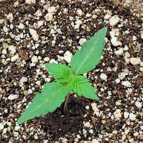 Bruce Banner  #8 growlog timeline photo
