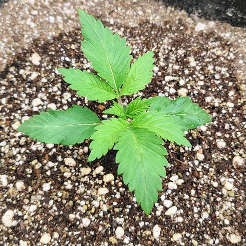 Bruce Banner  #1 growlog timeline photo