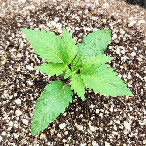 Bruce Banner  #2 growlog timeline photo