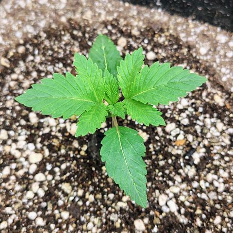 Bruce Banner  #3 growlog timeline photo