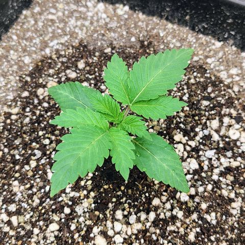 Bruce Banner  #4 growlog timeline photo