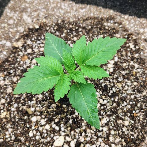 Bruce Banner  #5 growlog timeline photo