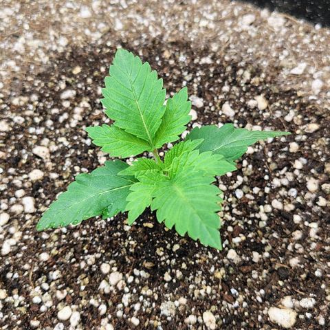 Bruce Banner  #6 growlog timeline photo