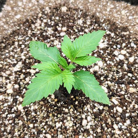 Bruce Banner  #7 growlog timeline photo