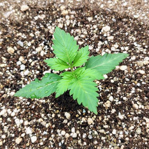 Bruce Banner  #8 growlog timeline photo