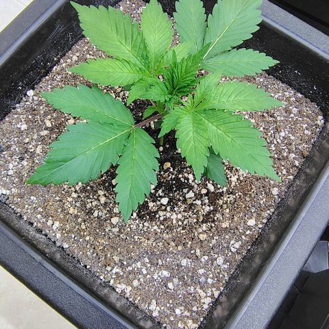 Bruce Banner  #1 growlog timeline photo