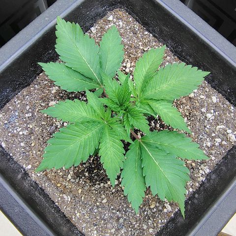 Bruce Banner  #2 growlog timeline photo
