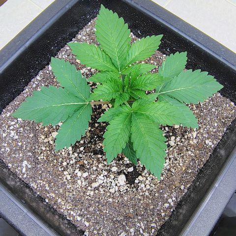 Bruce Banner  #3 growlog timeline photo