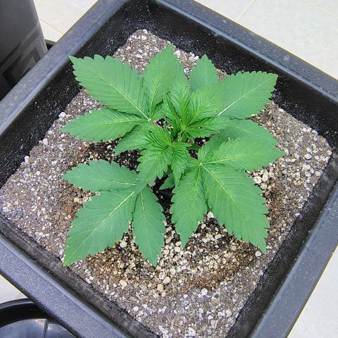 Bruce Banner  #4 growlog timeline photo