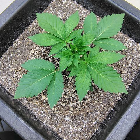 Bruce Banner  #5 growlog timeline photo