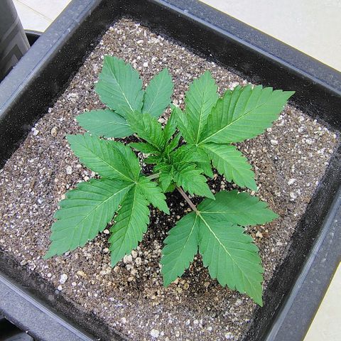 Bruce Banner  #6 growlog timeline photo